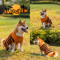 Dogs wearing striped Halloween jumpers
