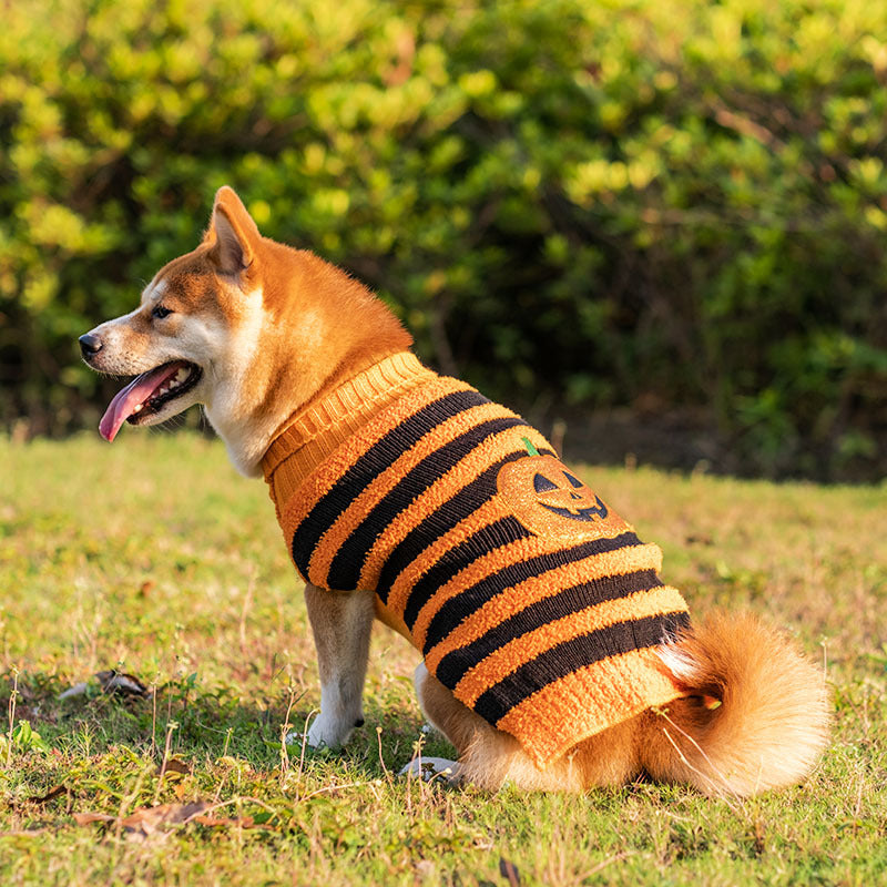Dog in a striped Halloween jumper