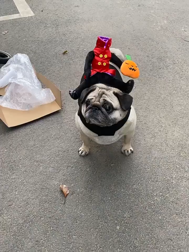 Headless horseman dog costume